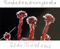 sido martens - rododendrongloria