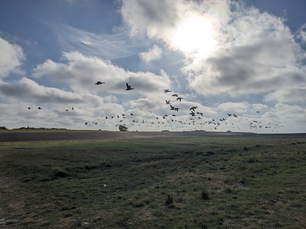 Vogels spotten bij Lauwersoog, foto Honza Bartošek